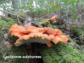 Laetiporus sulphureus-amf1575-1